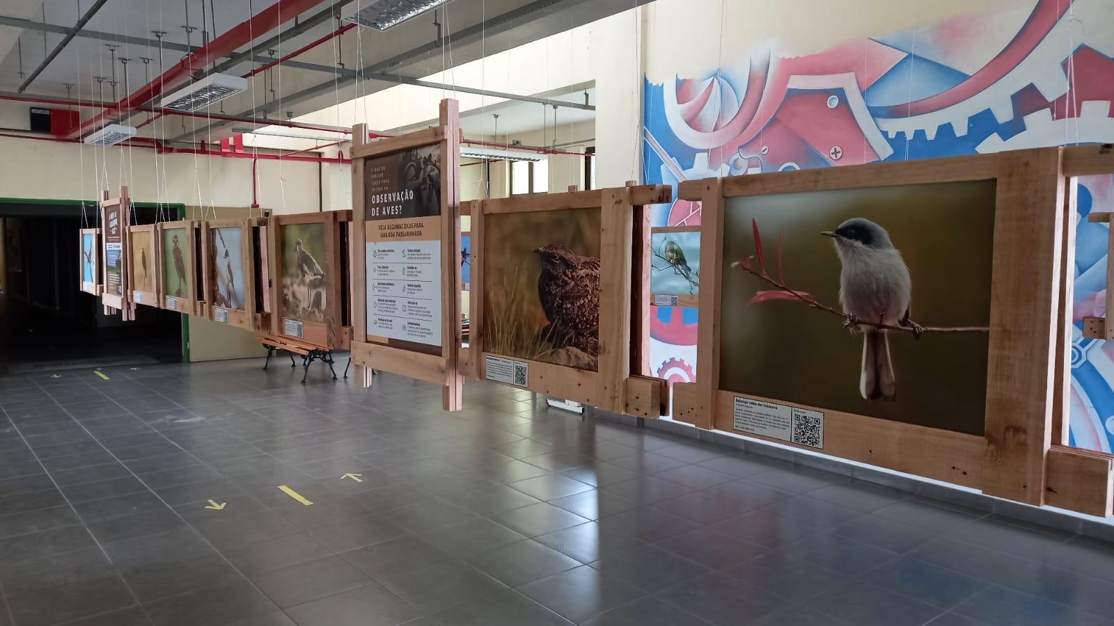 Exposição Aves do Pampa no Campus Alegrete - Divulgação