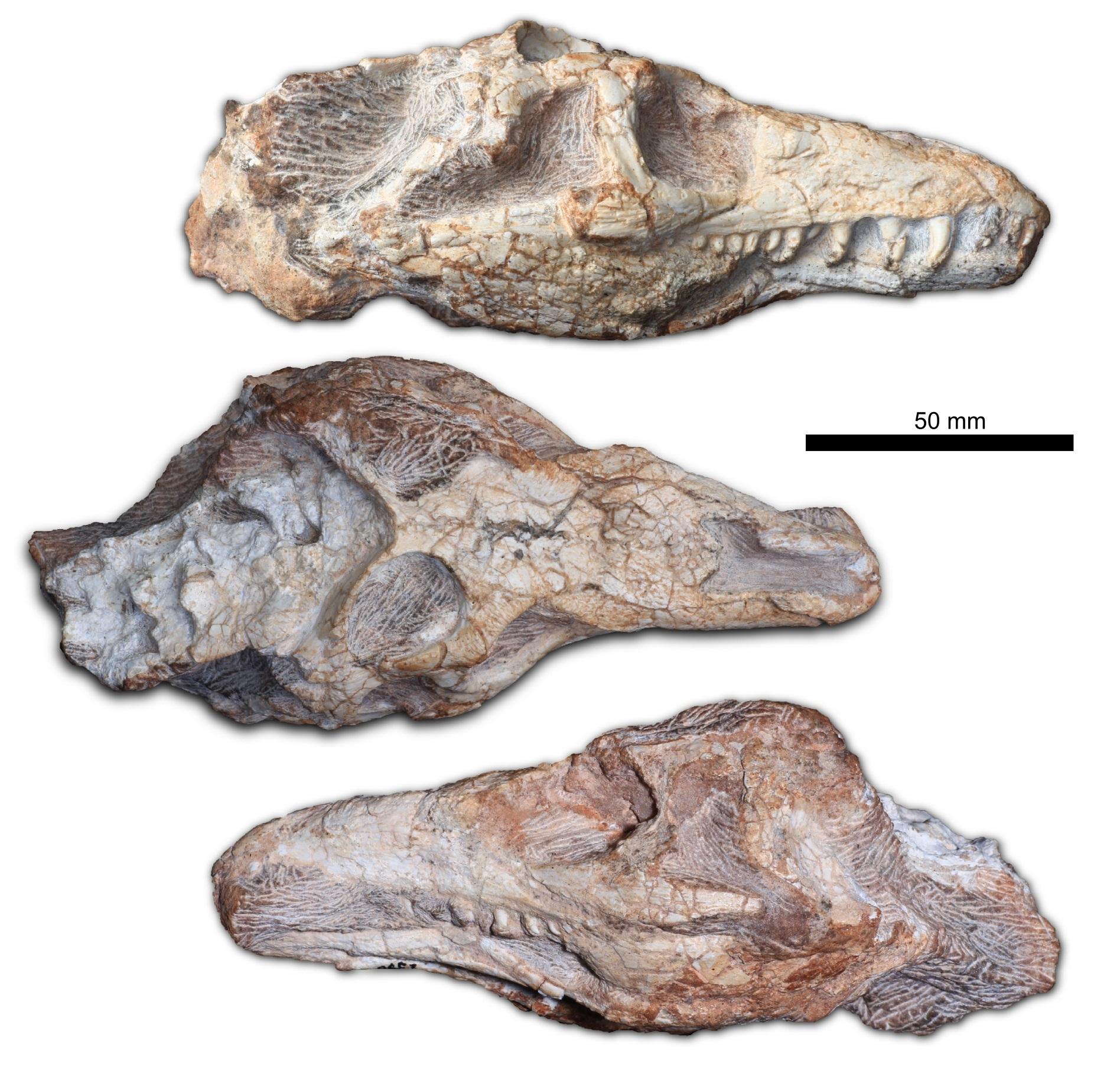 Fotografia dos crânios fossilizados. Foto: Divulgação Unipampa