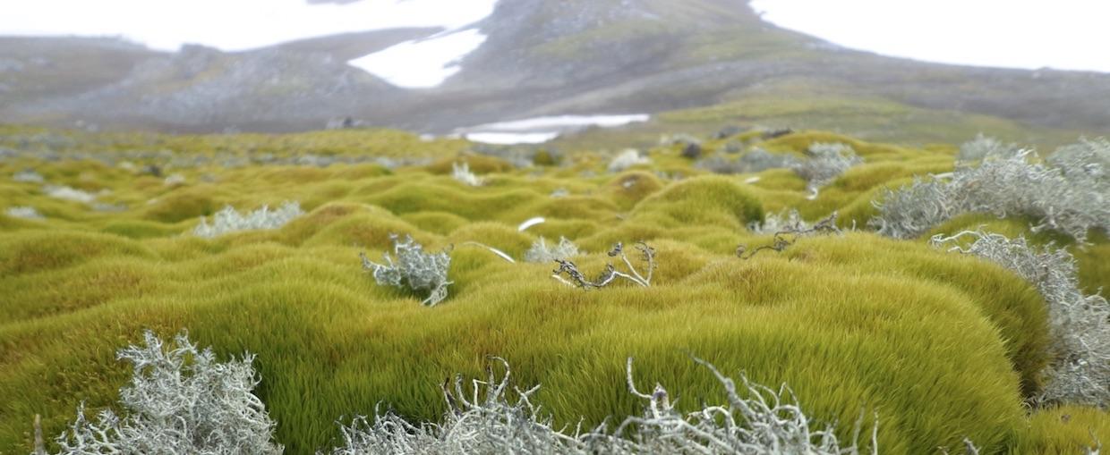 vegetação antártica